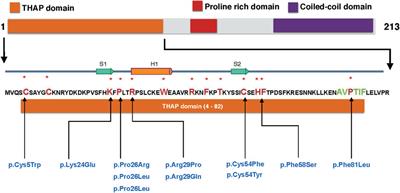 Transcriptional regulatory network for neuron-glia interactions and its implication for DYT6 dystonia